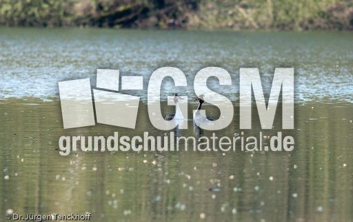 Haubentaucher (20 von 22).jpg